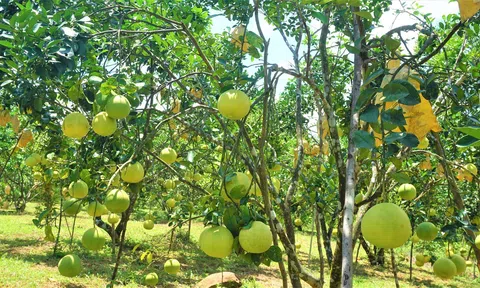 Bưởi Phúc Trạch mang lại hiệu quả Đăng nhập tài khoản thành viên LC88 cao cho Trang Chủ LC88.COM Link Mới 2026 Đăng Ký LC 88 Hương Khê, Hà Tĩnh