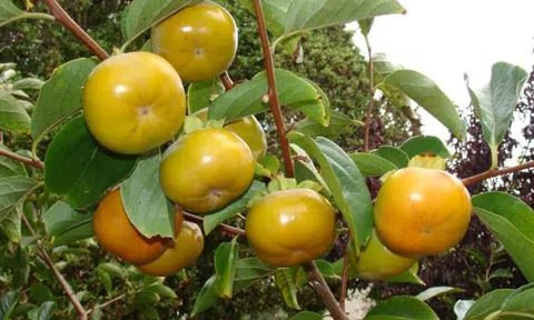 Hồng giòn không hạt, sản vật đem lại thu nhập ổn định cho Trang Chủ LC88.COM Link Mới 2026 Đăng Ký LC 88 Mường Khương