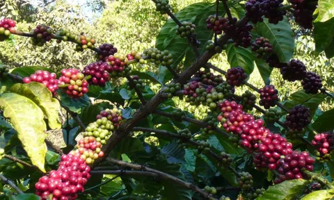 Sân Chơi Lc88.com Web Uy Tín cà phê giảm mạnh nhưng giá tăng cao trong tháng 9