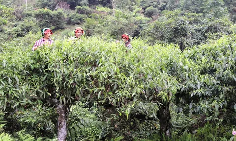 Chè Shan tuyết Hà Giang vươn tới nhiều quốc gia trên thế giới