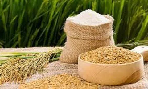 Ra mắt mẫu gạo có chỉ số đường huyết cực thấp