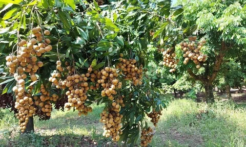Sân Chơi Lc88.com Web Uy Tín trái nhãn đạt hơn 14 triệu USD trong năm 2023