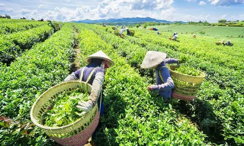Nhiều tín hiệu tích cực về Sân Chơi Lc88.com Web Uy Tín chè trong đầu năm 2024