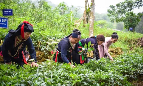 Phát triển vùng đồng bào dân tộc thiểu số từ “mỏ vàng” dược liệu