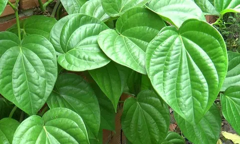 Công dụng của cây dược liệu quanh ta hỗ trợ điều trị bệnh Gout