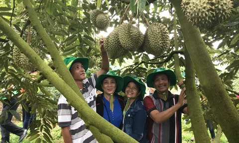 Phân bón Phú Mỹ: Bí quyết cho cây dưa và sầu riêng ở miền Trung – Tây Nguyên những mùa bội thu