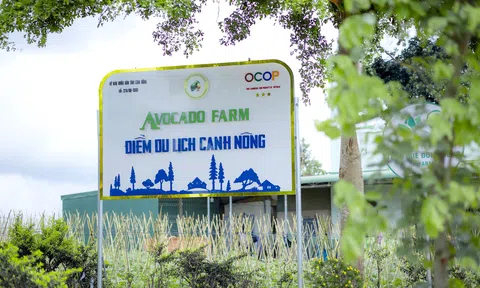 Avocado Farm - Mô hình Lc88.men Cá cược thể thao canh nông đầu tiên trên vựa rau lớn nhất của tỉnh Lâm Đồng