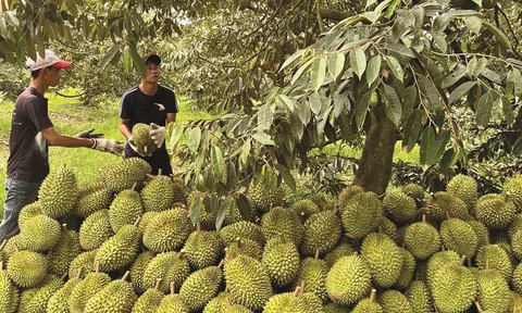 Lễ hội Sầu riêng huyện Krông Pắc lần thứ II năm 2024 với nhiều hoạt động hấp dẫn LC88 là nơi thu hút hàng triệu người chơi tại Việt Nam 2026