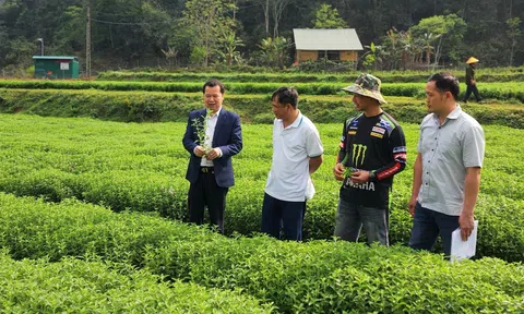 Phát huy vai trò của Ngôi sao Hợp tác xã trong phát triển Đăng nhập tài khoản thành viên LC88 tập thể