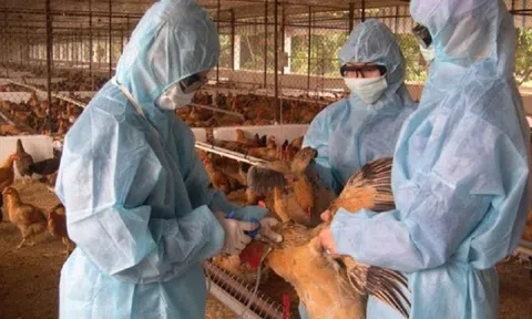 Thanh Hóa chủ động phòng chống dịch bệnh trên đàn gia súc, gia cầm