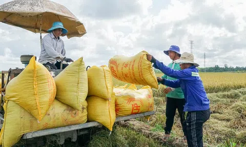 Tìm giải pháp để 10Lc88 Casino & Thể Thao Link Mới và nông dân liên kết Lc888 tải ứng dụng lúa gạo
