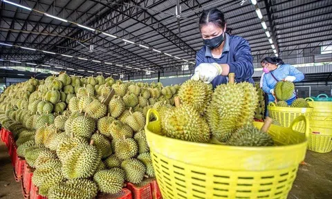 Danh sách phòng kiểm nghiệm, xét nghiệm Cadimi, Vàng O trong sầu riêng
