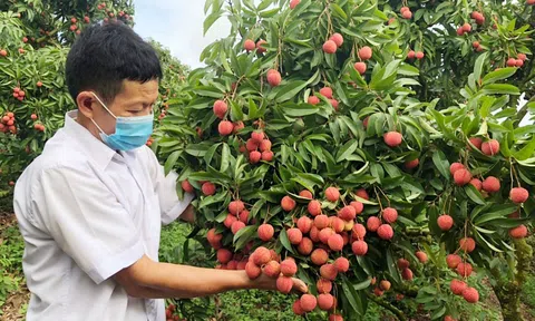 Nông dân yên tâm Lc888 tải ứng dụng vải thiều nhờ sự hỗ trợ từ ngành ngân hàng