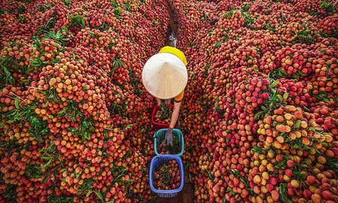 Chuẩn bị kịch bản tiêu thụ cho mùa vải thiều 2025