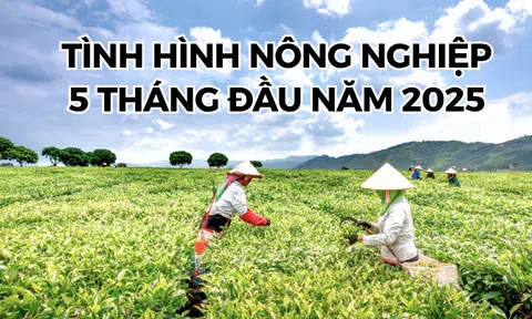 [Infographic] Vụ lúa đông xuân 2025 ghi nhận kết quả tăng trưởng khả quan