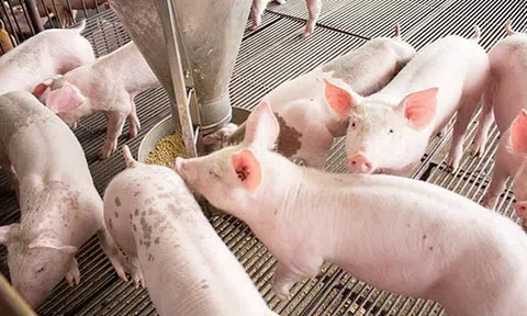 Giá heo hơi hôm nay 19/6/2025: Ổn định trên cả nước, giá cao nhất đạt 73.000 đồng/kg