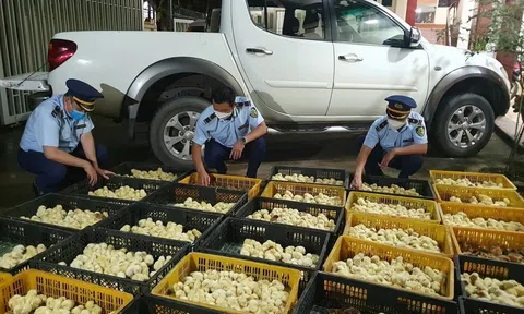 Kiểm soát chặt giống vật nuôi nhập lậu từ nước ngoài