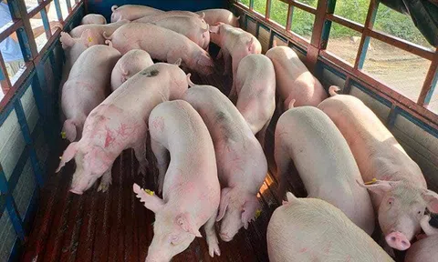 Giá heo hơi hôm nay 23/6/2025: Miền Bắc ổn định, miền Nam - miền Trung giảm nhẹ