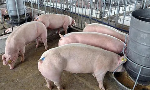 Giá heo hơi hôm nay 8/7/2025: Giảm nhẹ 1.000 đồng/kg tại một số tỉnh phía Nam