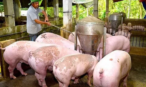 Giá heo hơi hôm nay 13/7/2025: Miền Bắc giảm đồng loạt, miền Nam vững vàng trên đỉnh