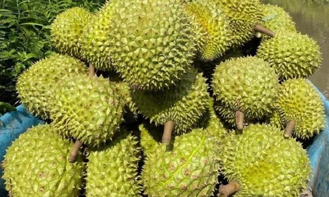 Giá sầu riêng hôm nay 13/7/2025: Sầu Thái tiếp tục chuỗi giảm