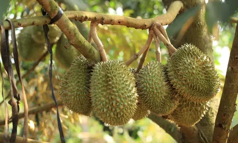 Giá sầu riêng hôm nay 14/7/2025: Sầu Thái loại A dao động mức 75.000 – 78.000 đồng/kg