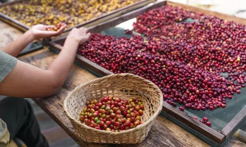 Giá cà phê hôm nay 15/7/2025: Nội địa giảm sốc, Robusta – Arabica đồng loạt tăng