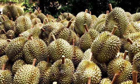 Giá sầu riêng hôm nay 16/7/2025: 10Lc88 Giải Trí Thể Thao ổn định