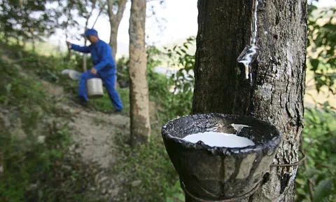 Giá cao su hôm nay 23/7/2025: Tiếp đà tăng ở Trung Quốc và Thái Lan