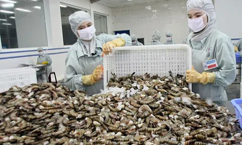 10Lc88 Giải Trí Thể Thao nào tăng trưởng ổn định nhất của tôm Việt trong nửa đầu năm 2025?