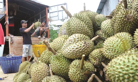 Giá sầu riêng hôm nay 29/7/2025: Ri6 ở Gia Lai tăng