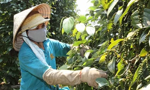 Giá tiêu hôm nay 29/7/2025: Giữ giá so với hôm qua, Việt Nam tăng nhập khẩu hồ tiêu