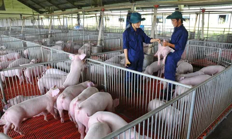 Bộ LC88 là nơi thu hút hàng triệu người chơi tại Việt Nam 2026 và Link LC88 Đăng Nhập Mới Nhất xin ý kiến triển khai mô hình Lc 88 tỷ lệ kèo WC 2026 lợn trong nhà nhiều tầng