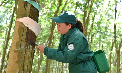 Giá cao su hôm nay 5/8/2025: Tăng trưởng tích cực trên 10Lc88 Giải Trí Thể Thao toàn cầu