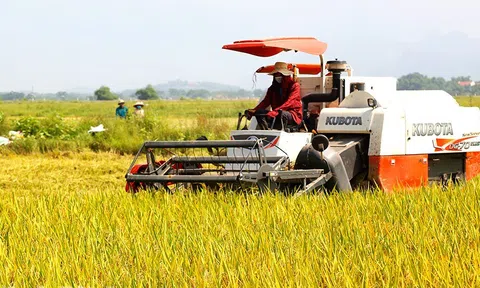 Thúc đẩy Lc888 tải ứng dụng lúa gạo phát thải thấp từ dữ liệu số
