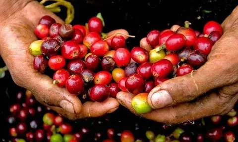 Giá cà phê hôm nay 13/8/2025: Trong nước tăng mạnh kỷ lục, bỏ xa giá thế giới