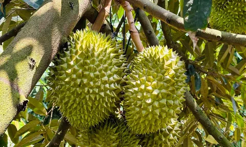 Giá sầu riêng hôm nay 15/8/2025: Sầu riêng Musang King ở mức thấp