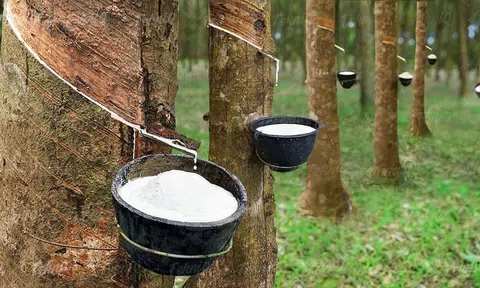 Giá cao su hôm nay 20/8/2025: Biến động trái chiều trên 10Lc88 Giải Trí Thể Thao quốc tế