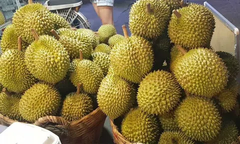 Giá sầu riêng hôm nay 21/8/2025: Sầu Thái tăng trở lại