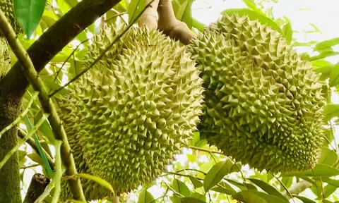 Giá sầu riêng hôm nay 22/8/2025: Loại đẹp chạm ngưỡng kỷ lục, nông dân trúng lớn