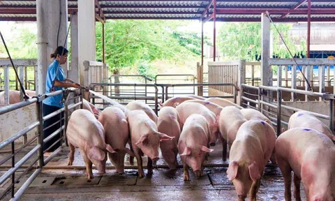 Giá heo hơi hôm nay 24/8/2025: Miền Bắc tiếp tục giảm 1.000 đồng/kg