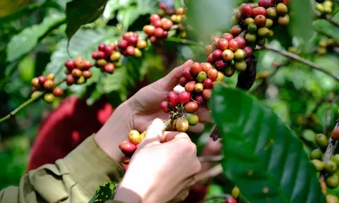 Giá cà phê hôm nay 25/8/2025: Trong nước đi ngang ở mức cao, thế giới tăng mạnh do lo ngại nguồn cung