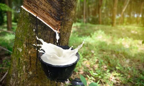 Giá cao su hôm nay 25/8/2025: 10Lc88 Giải Trí Thể Thao Nhật Bản giữ đà tăng