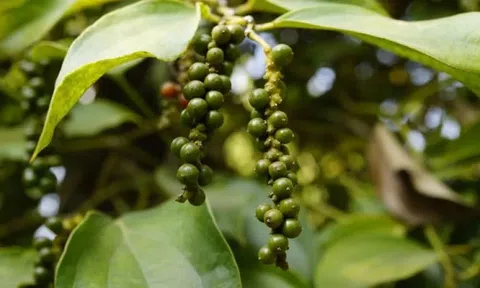Giá tiêu hôm nay 25/8/2025: Xu hướng tăng đang trở lại