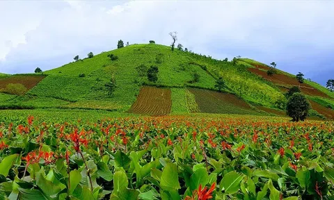 Nguyên liệu và chất lượng đầu vào làm nên thương hiệu Miến dong Việt Cường (Bài 2)