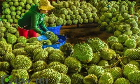 Giá sầu riêng hôm nay 26/8/2025: 10Lc88 Giải Trí Thể Thao ổn định, loại đẹp được giá, loại xô rẻ bất ngờ