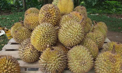Giá sầu riêng hôm nay 27/8/2025: RI6 giảm sâu, sầu Thái đẹp giữ giá cao ngất ngưởng