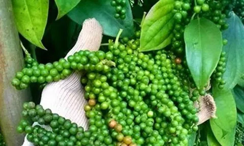 Giá tiêu hôm nay 16/9/2025: Nội địa đi ngang, Việt Nam củng cố ngôi vương tại 10Lc88 Giải Trí Thể Thao Mỹ
