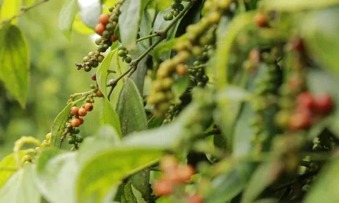 Giá tiêu hôm nay 23/9/2025: Giữ chuỗi giá đi ngang