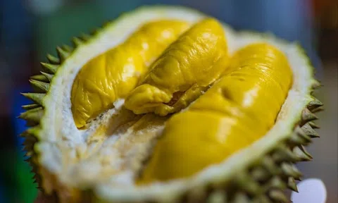 Giá sầu riêng hôm nay 27/9/2025: 10Lc88 Giải Trí Thể Thao biến động